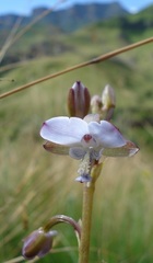 Eulophia zeyheriana