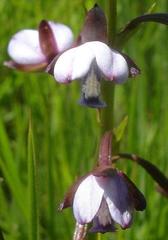 Eulophia zeyheriana