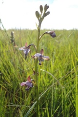 Eulophia zeyheriana