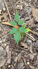 Toxicodendron radicans