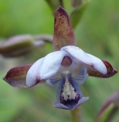 Eulophia zeyheriana