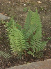 Arthropteris orientalis