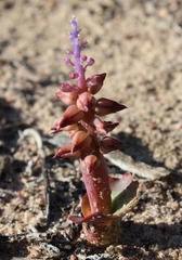 Lachenalia mutabilis