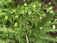 Asplenium daucifolium