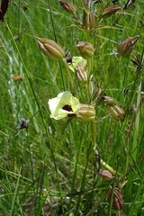 Melasma scabrum scabrum