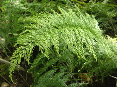 Asplenium daucifolium
