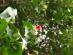 Hibiscus tiliaceus tiliaceus