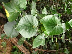 Hibiscus tiliaceus tiliaceus