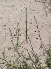 Corispermum hyssopifolium