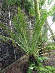 Blechnum brasiliense