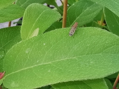 Suillia variegata