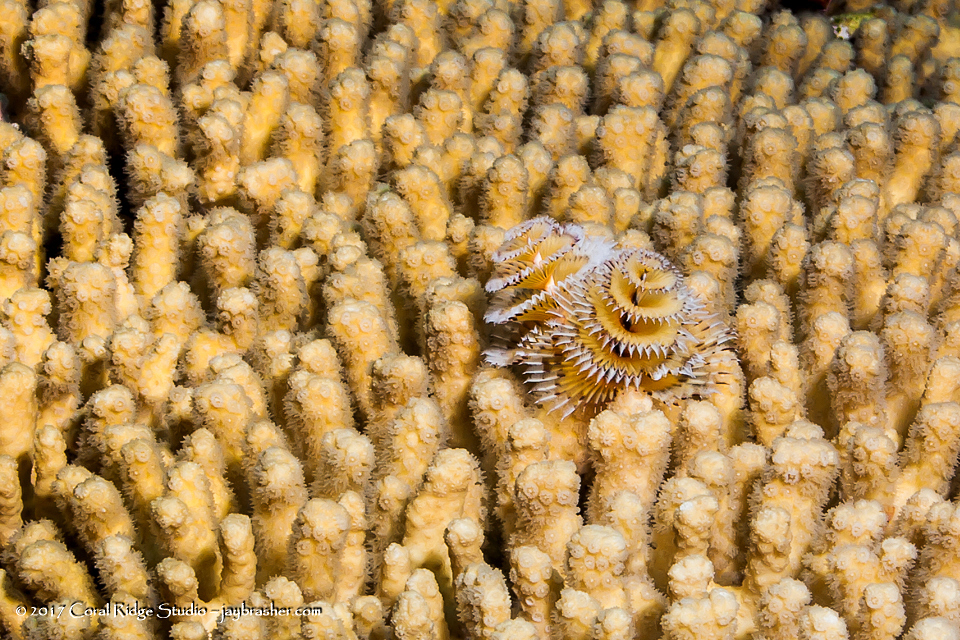 Yellow Pencil Coral