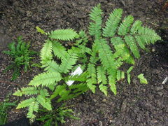 Cyathea phalerata