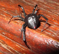 Latrodectus indistinctus