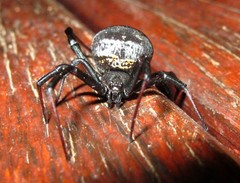 Latrodectus indistinctus