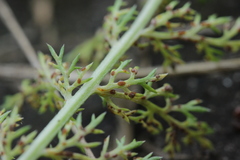 Puccinia cnici-oleracei