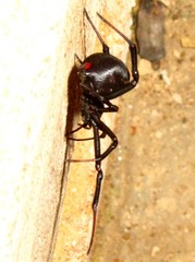 Latrodectus indistinctus