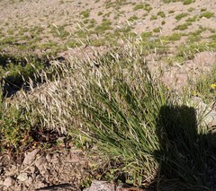 Melica stricta