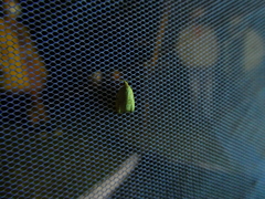 Lepidoptera