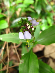 Aneilema dregeanum