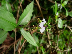 Aneilema dregeanum