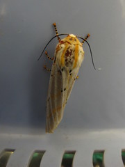 Rhodogastria similis