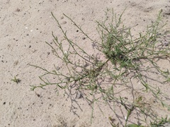 Corispermum hyssopifolium