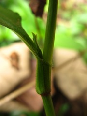 Aneilema dregeanum
