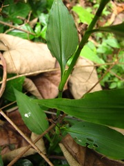 Aneilema dregeanum