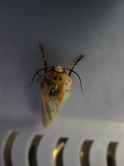 Rhodogastria similis