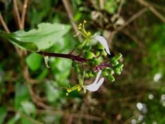 Aneilema dregeanum