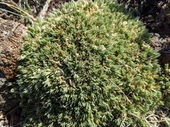 Phlox condensata