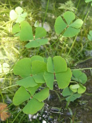 Marsilea hirsuta
