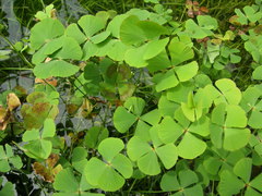 Marsilea hirsuta