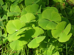 Marsilea hirsuta