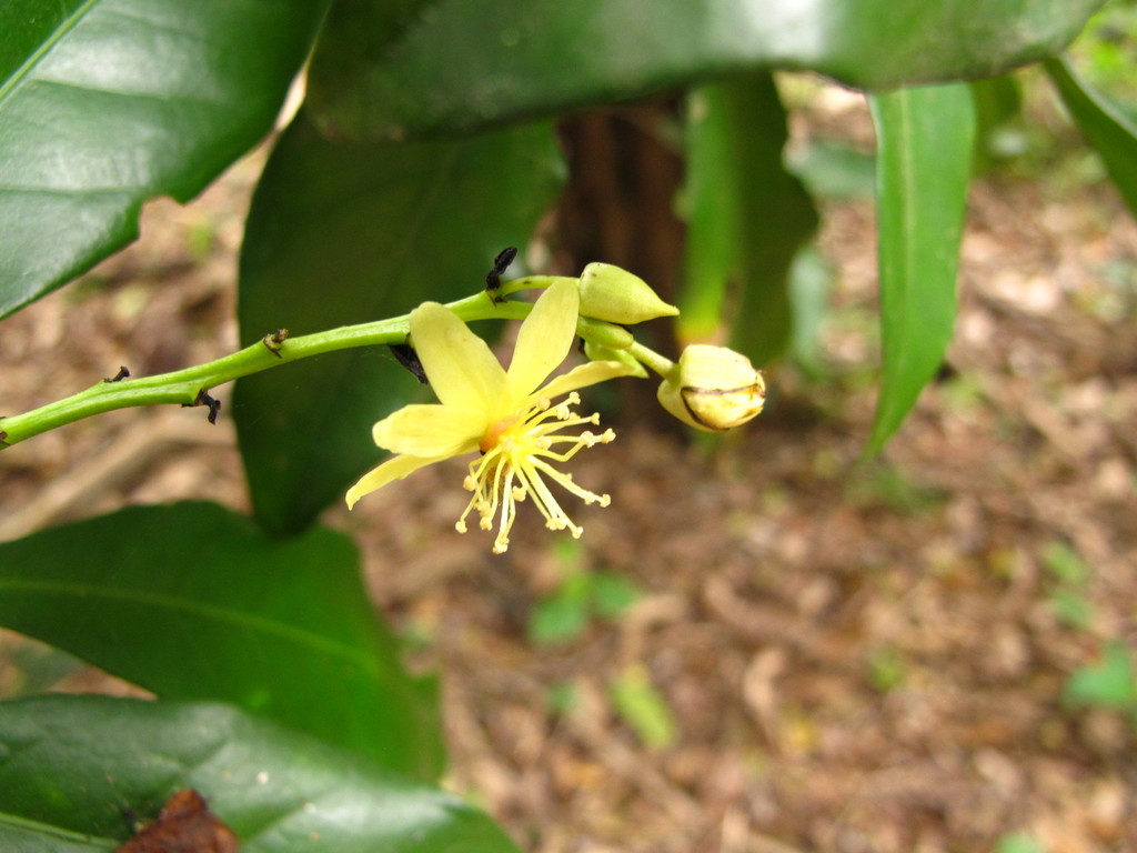 (Cavacoa) - Botanical Realm