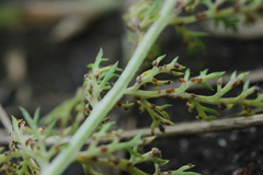 Puccinia cnici-oleracei