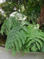 Alsophila firma