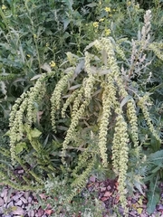 Rumex stenophyllus