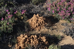 Ruschia tribracteata