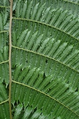 Alsophila firma