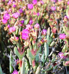 Ruschia tribracteata