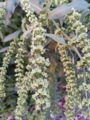 Rumex stenophyllus