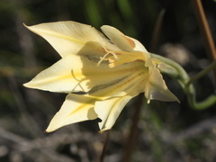 Gladiolus tristis