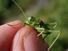 Ephippiger diurnus diurnus