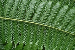 Alsophila firma