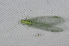 Chrysopa pallens-group