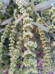 Rumex stenophyllus