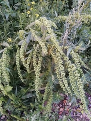 Rumex stenophyllus