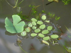 Salvinia auriculata